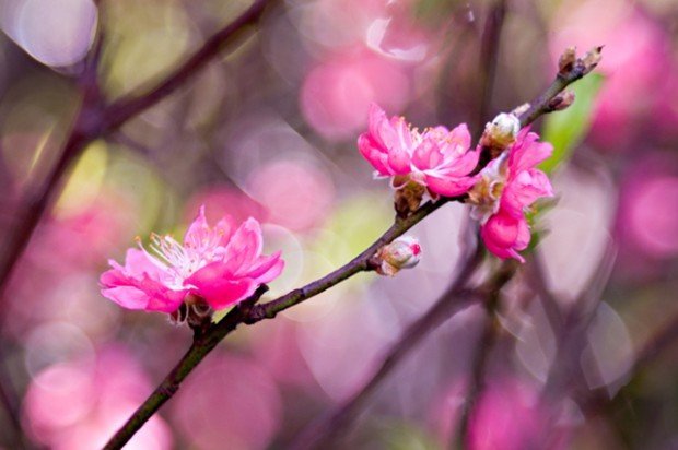 Hình ảnh hoa đào đẹp ngày Tết khoe sắc-15