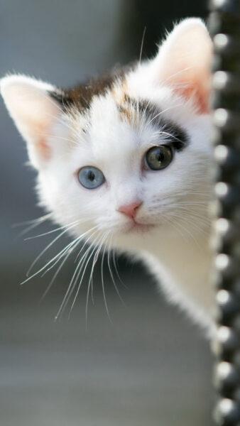 Hình Nền Con Mèo Cute, Dễ Thương, Ngầu Đẹp Nhất Cho Điện Thoại-14