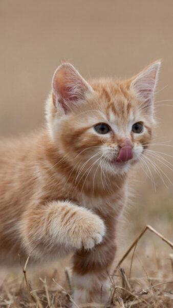 Hình Nền Con Mèo Cute, Dễ Thương, Ngầu Đẹp Nhất Cho Điện Thoại-22