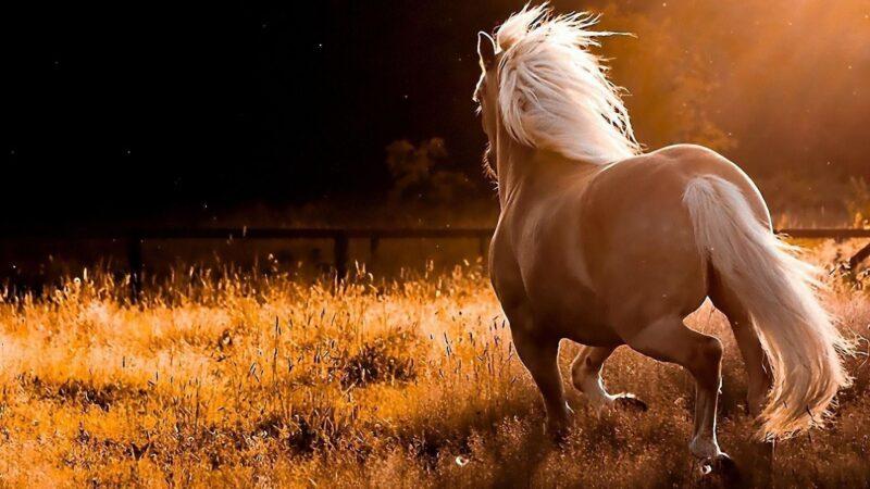 Hình nền Nền Con Ngựa Trắng Sải Bước Hình ảnh Kết Xuất 3d Nền, Ngựa Chạy,  Bạch Mã, Nền Ngựa Background Vector để tải xuống miễn phí - Pngtree