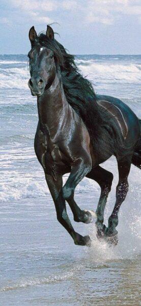 Nền Một Con Ngựa Trong Khung Cảnh Tuyệt đẹp Của Hồ Trên Núi Hình Chụp Và Hình  ảnh Để Tải Về Miễn Phí - Pngtree