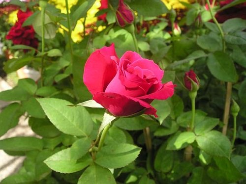 Hướng dẫn cách trồng và chăm sóc hoa hồng chi tiết-8