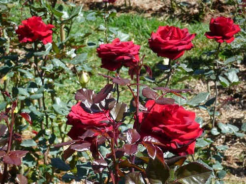 Hướng dẫn cách trồng và chăm sóc hoa hồng chi tiết-10