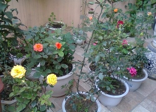 Hướng dẫn cách trồng và chăm sóc hoa hồng chi tiết-2