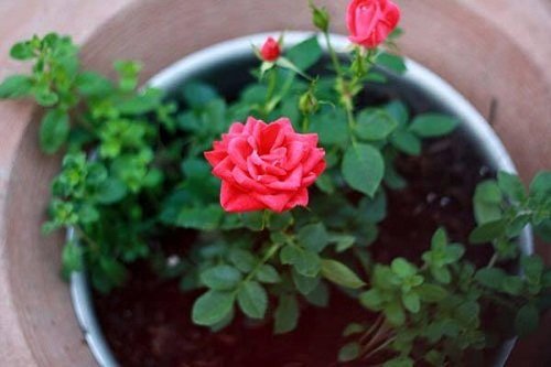 Hướng dẫn cách trồng và chăm sóc hoa hồng chi tiết