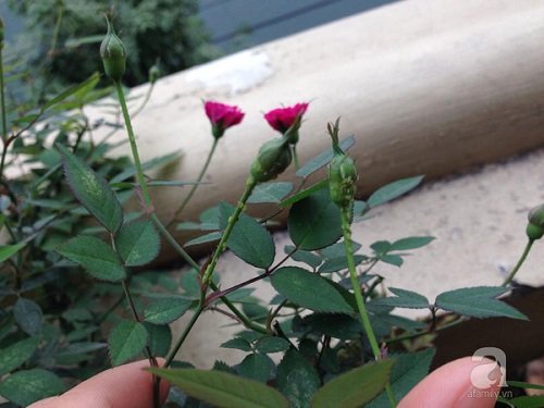 Hướng dẫn cách trồng và chăm sóc hoa hồng chi tiết-9