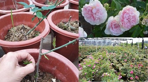 Hướng dẫn cách trồng và chăm sóc hoa hồng chi tiết-7
