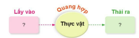 Vẽ sơ đồ sự trao đổi khí