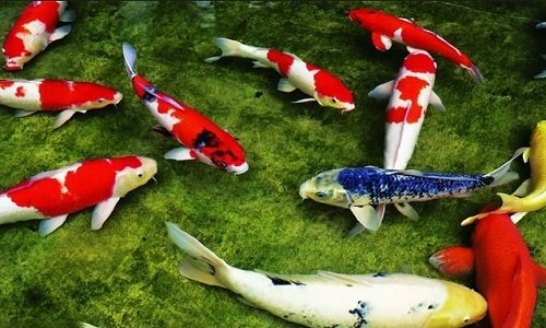 Hướng dẫn kỹ thuật nuôi cá chép cảnh trong hồ xi măng-3