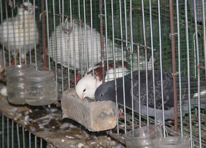 Cách nuôi chim bồ câu Pháp tại nhà cho thu nhập cao