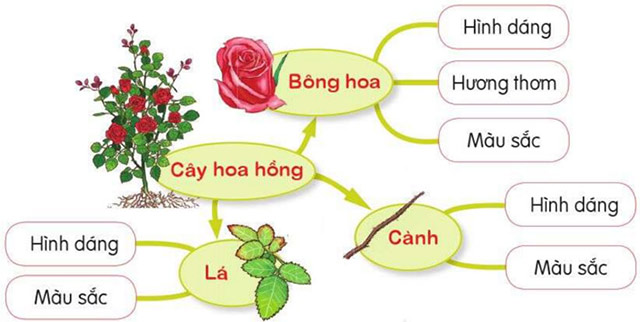 Tả cây cối