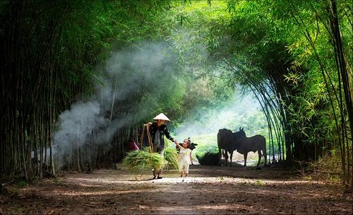 Tổng hợp các hình ảnh đẹp nhất của tre làng Việt Nam-6