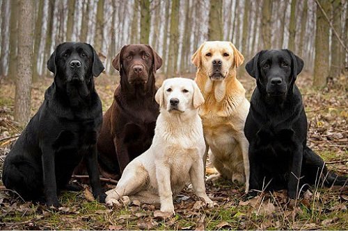 Cách nuôi chó Labrador – Giá chó Labrador bao nhiêu?-3