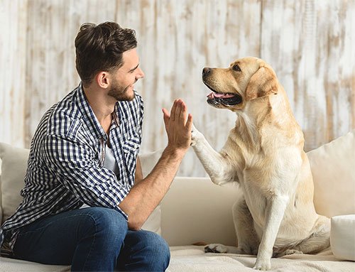 Cách nuôi chó Labrador – Giá chó Labrador bao nhiêu?-2