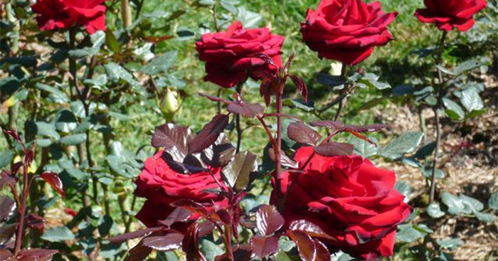 Tập làm văn lớp 5: Tả cây hoa hồng mà em yêu thích Dàn ý & 26 bài văn tả hoa hồng lớp 5